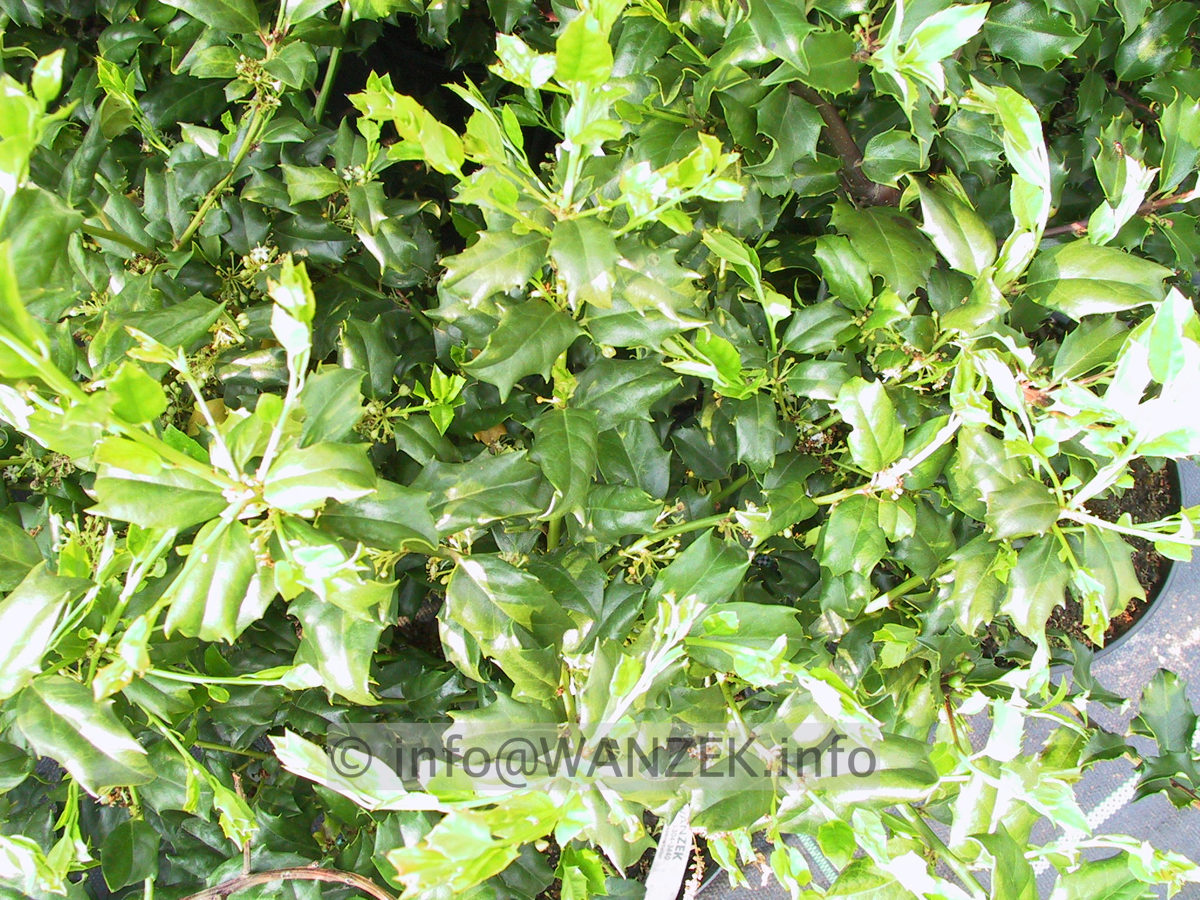 Ilex aquifolium China Girl.JPG